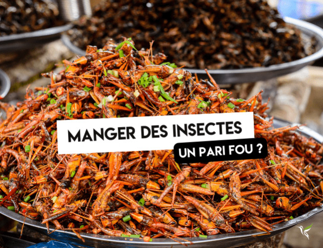 Quel est l'intêret de manger des insectes ? 