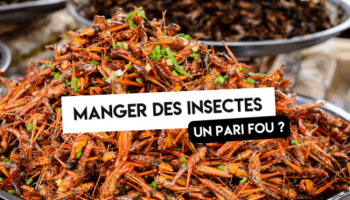 Quel est l'intêret de manger des insectes ? 