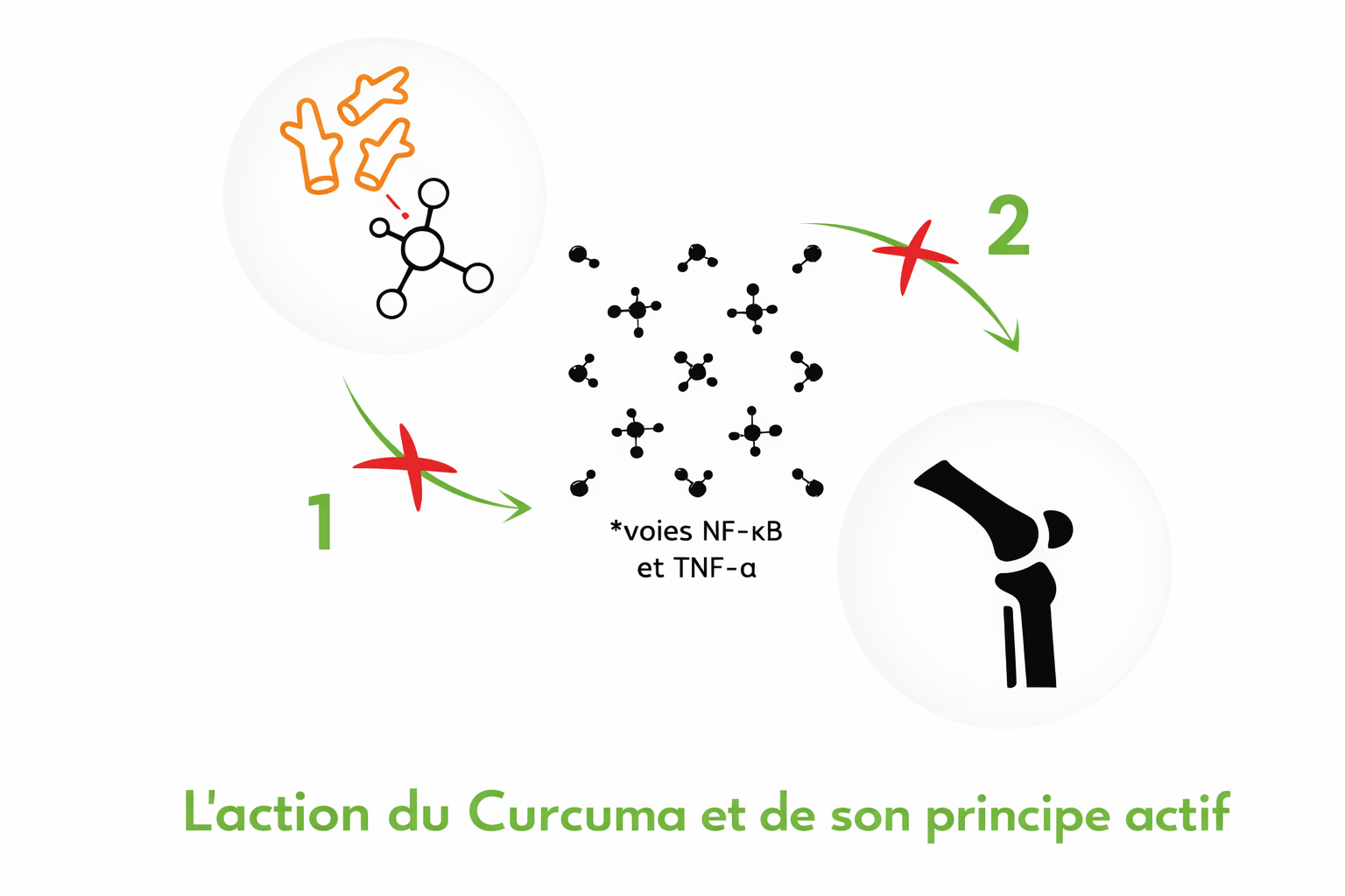 L'action du Curcuma et de son principe actif