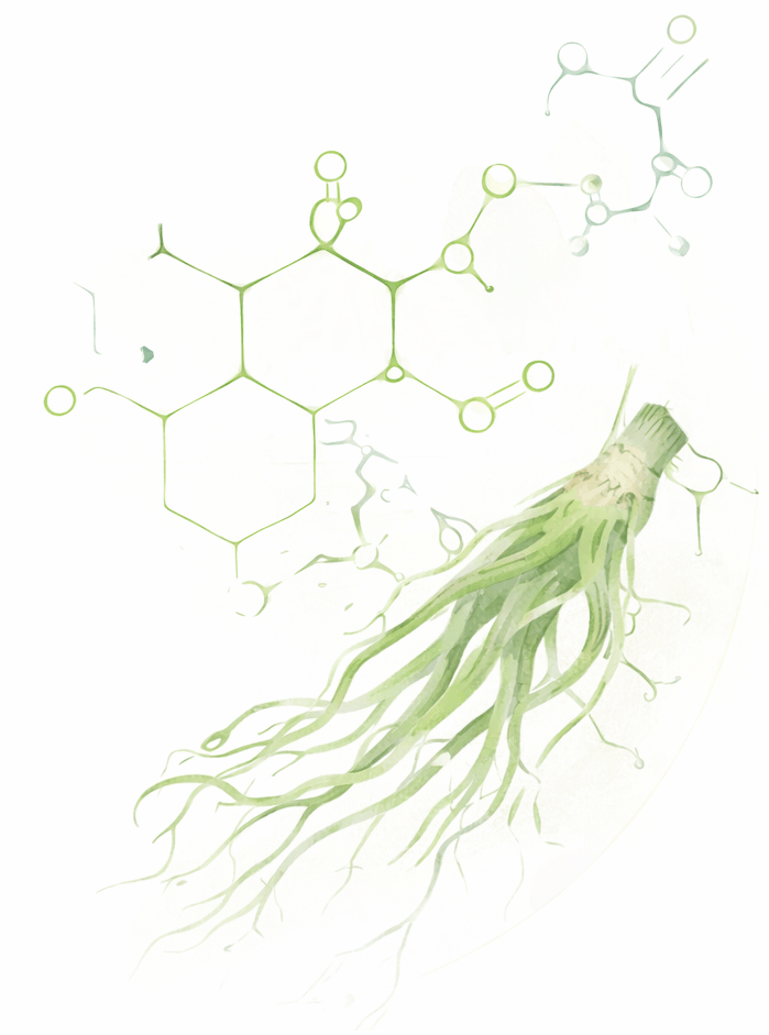 Ginseng