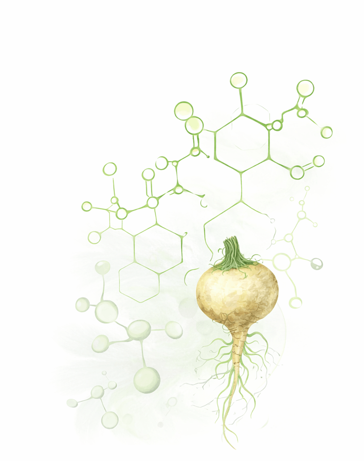 Maca